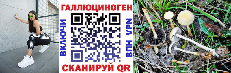 Купить закладки  Озёры  Псилоцибиновые грибы мицелий 